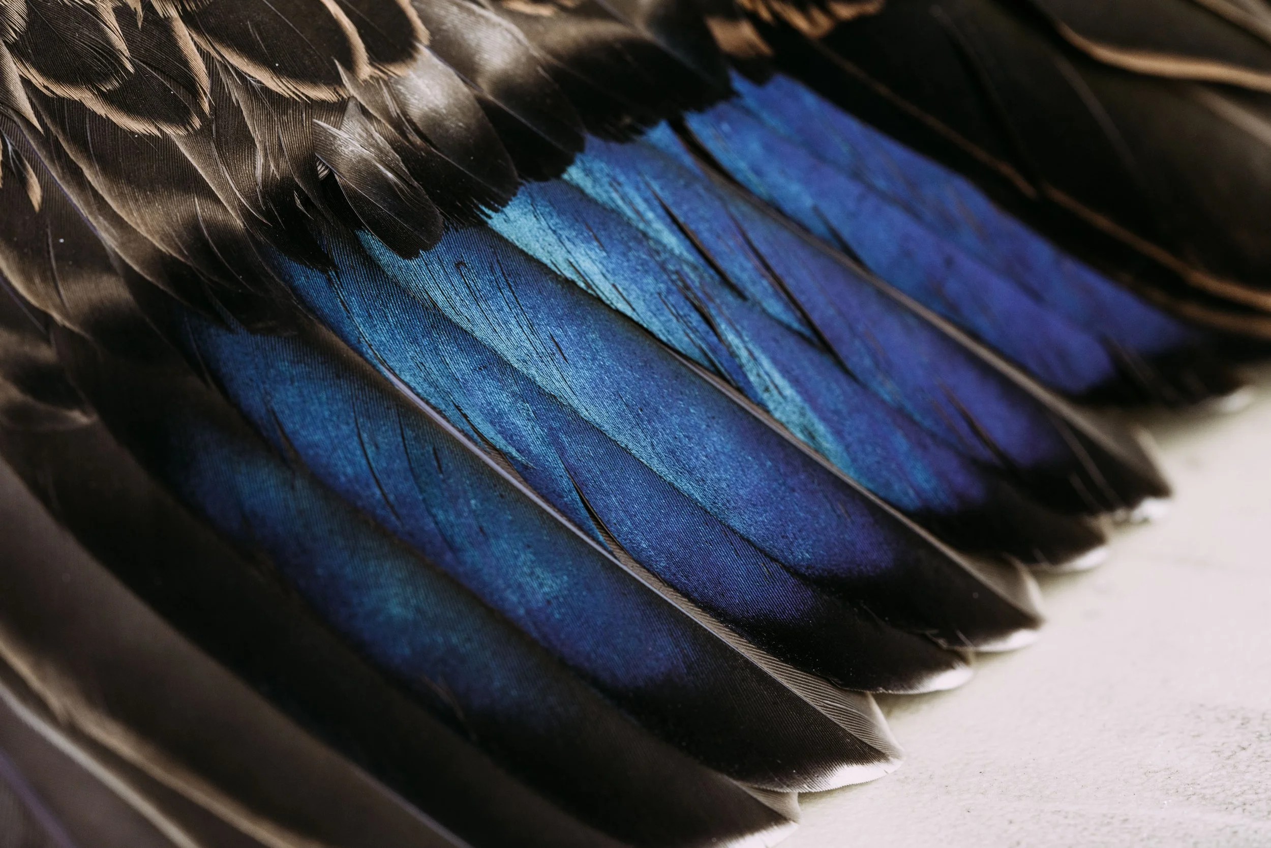 Duck Gallery (17 of 33).jpg