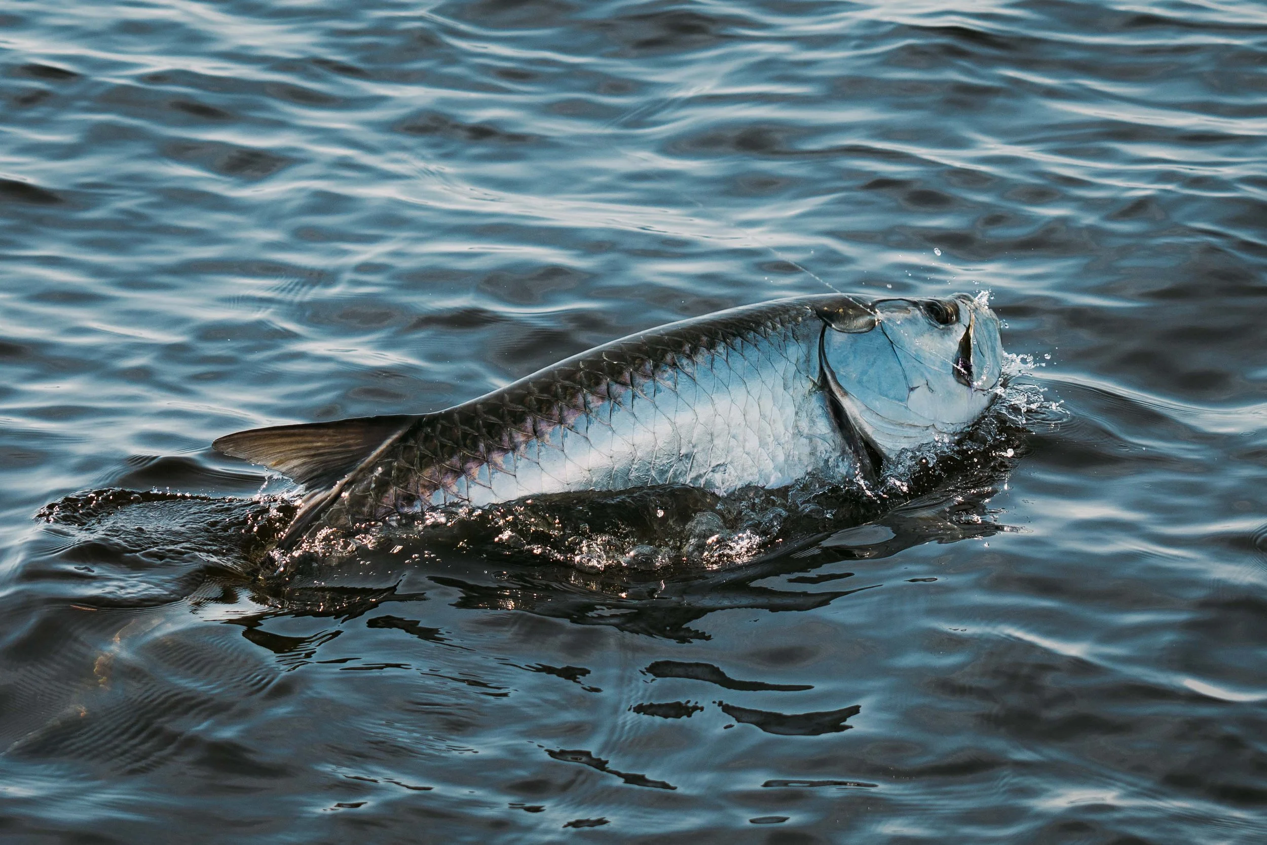 Saltwater Gallery (26 of 51).jpg