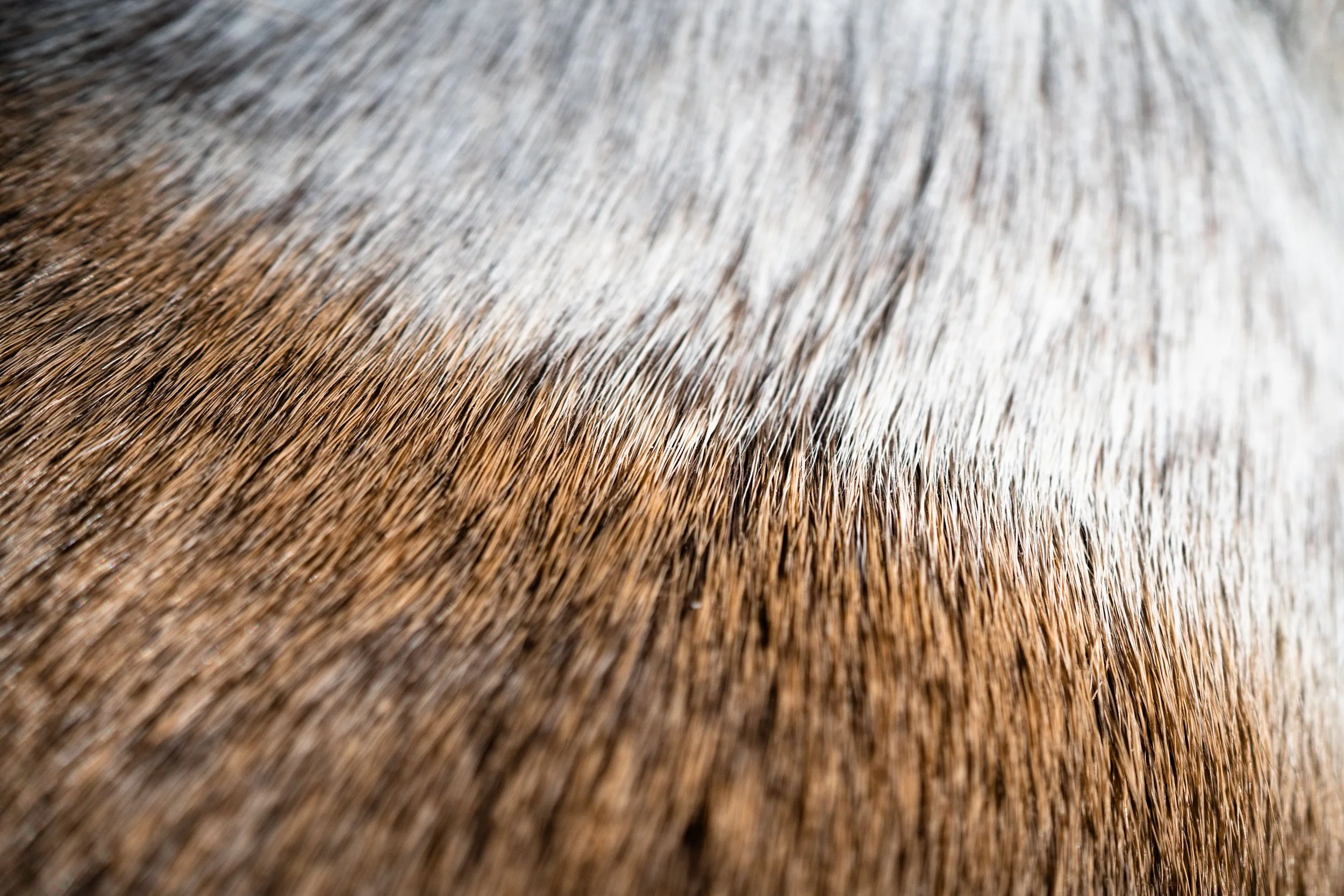 Deer Gallery (10 of 19).jpg