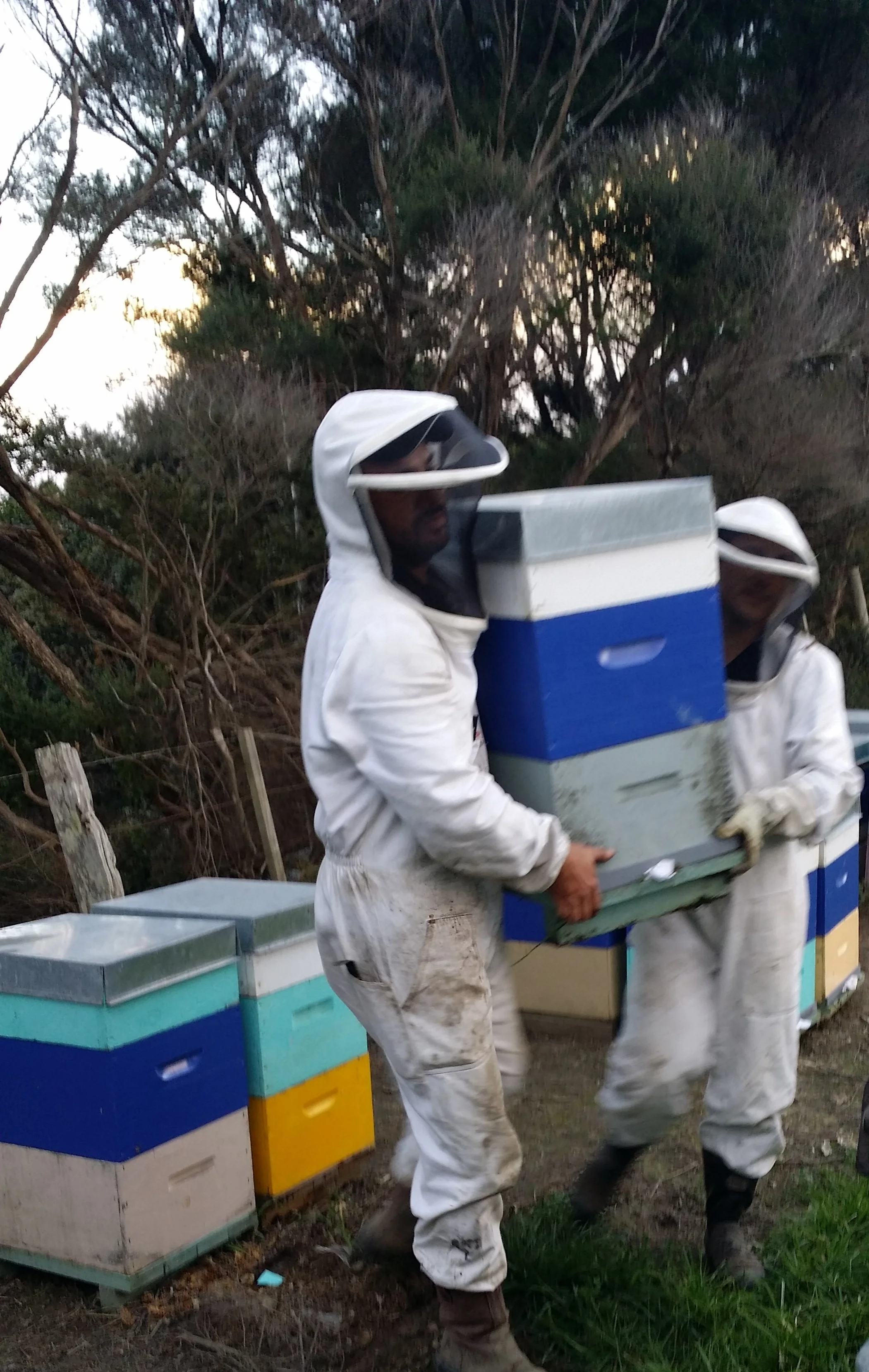 2014 - Heavy Hive Moves