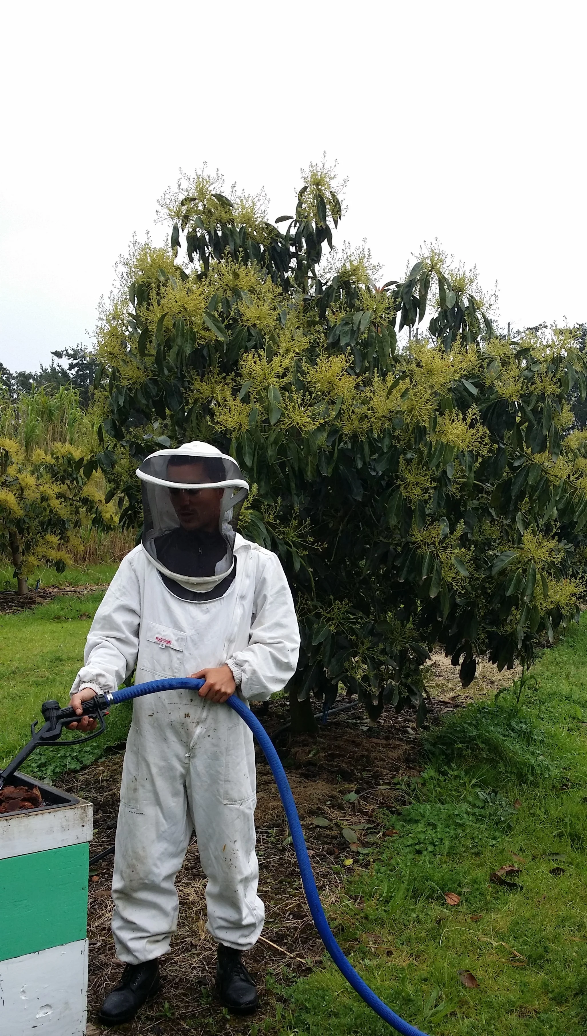 2014 - Avocado Pollination Northland