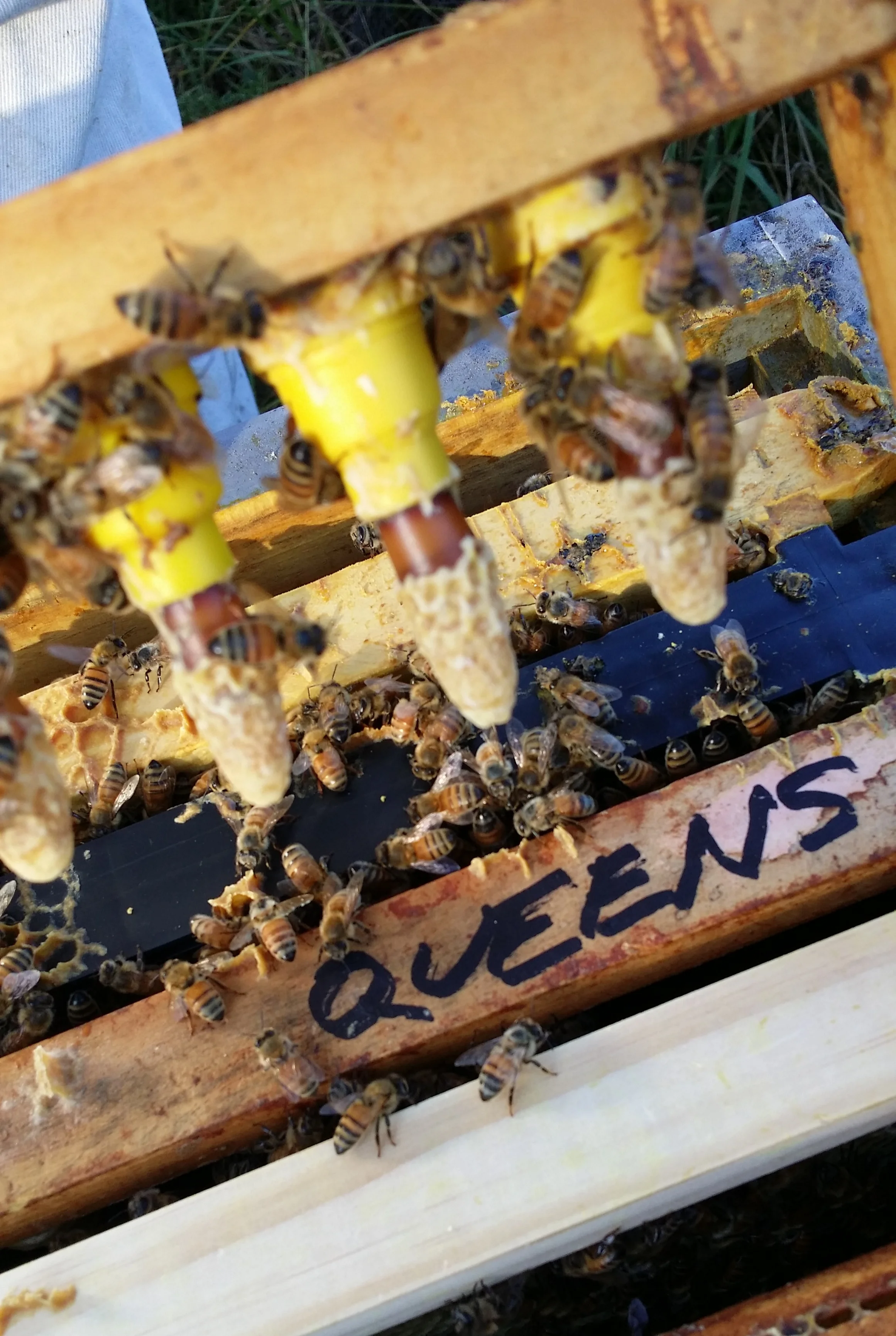 2015 - Queen Bees