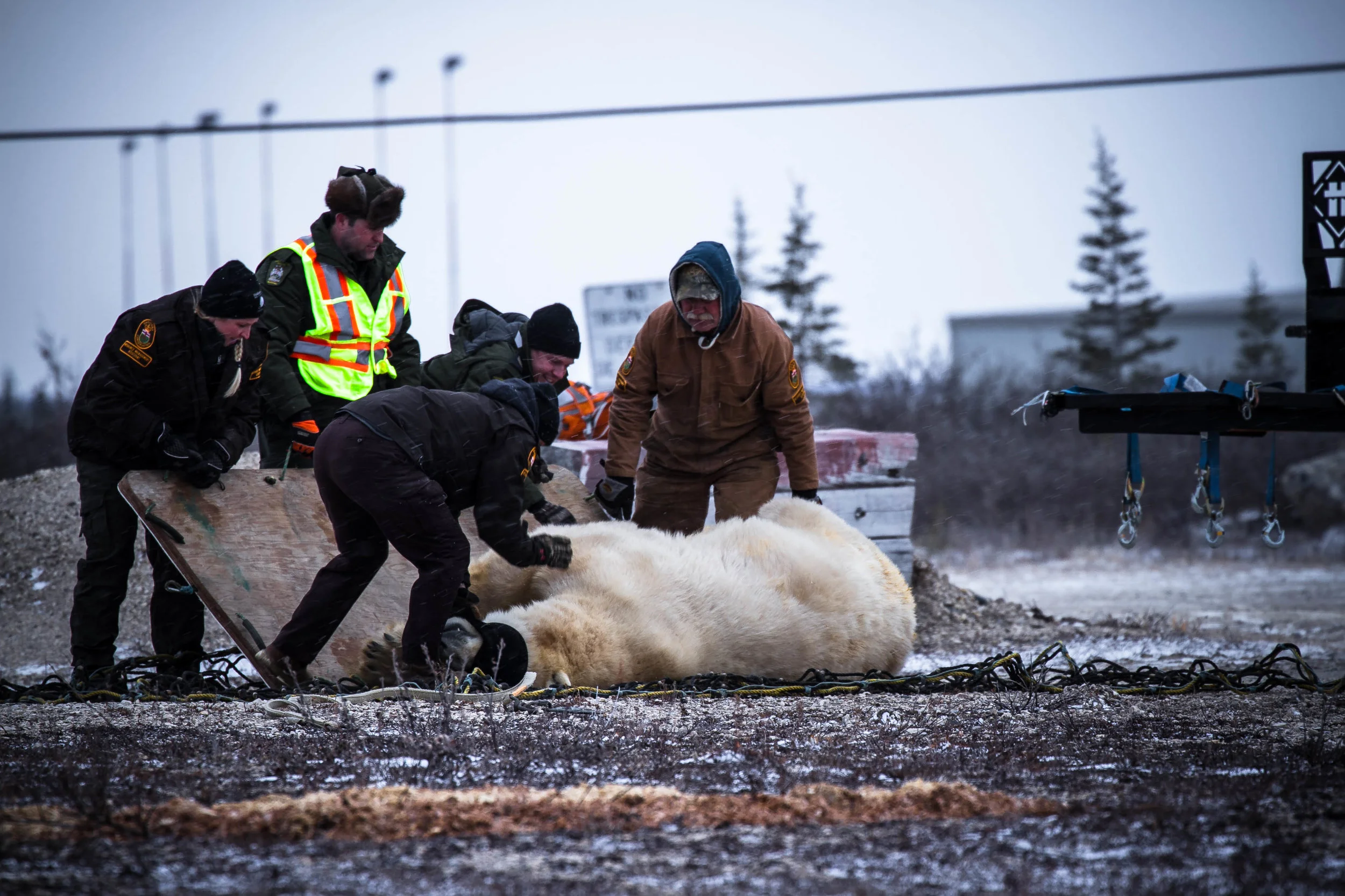 Polar Bear Conservation Efforts, October 2015