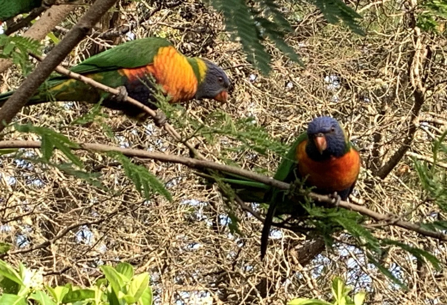 Counting birds