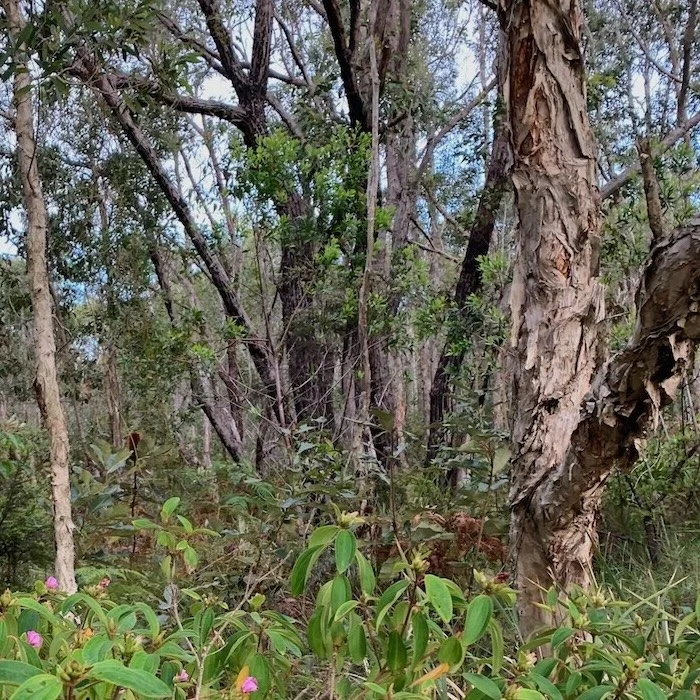 Connecting to Nature