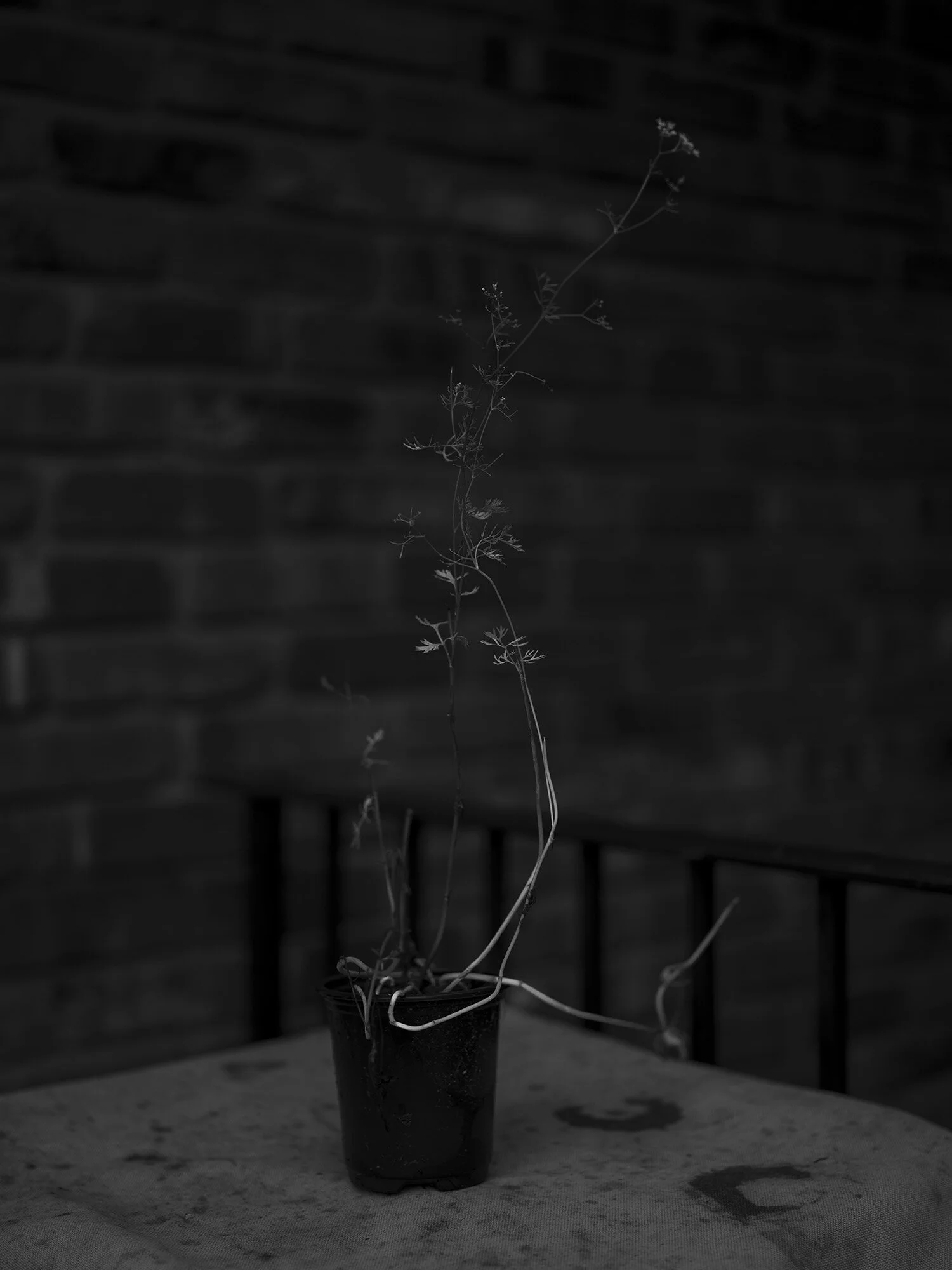 _DSF4226_web.jpg