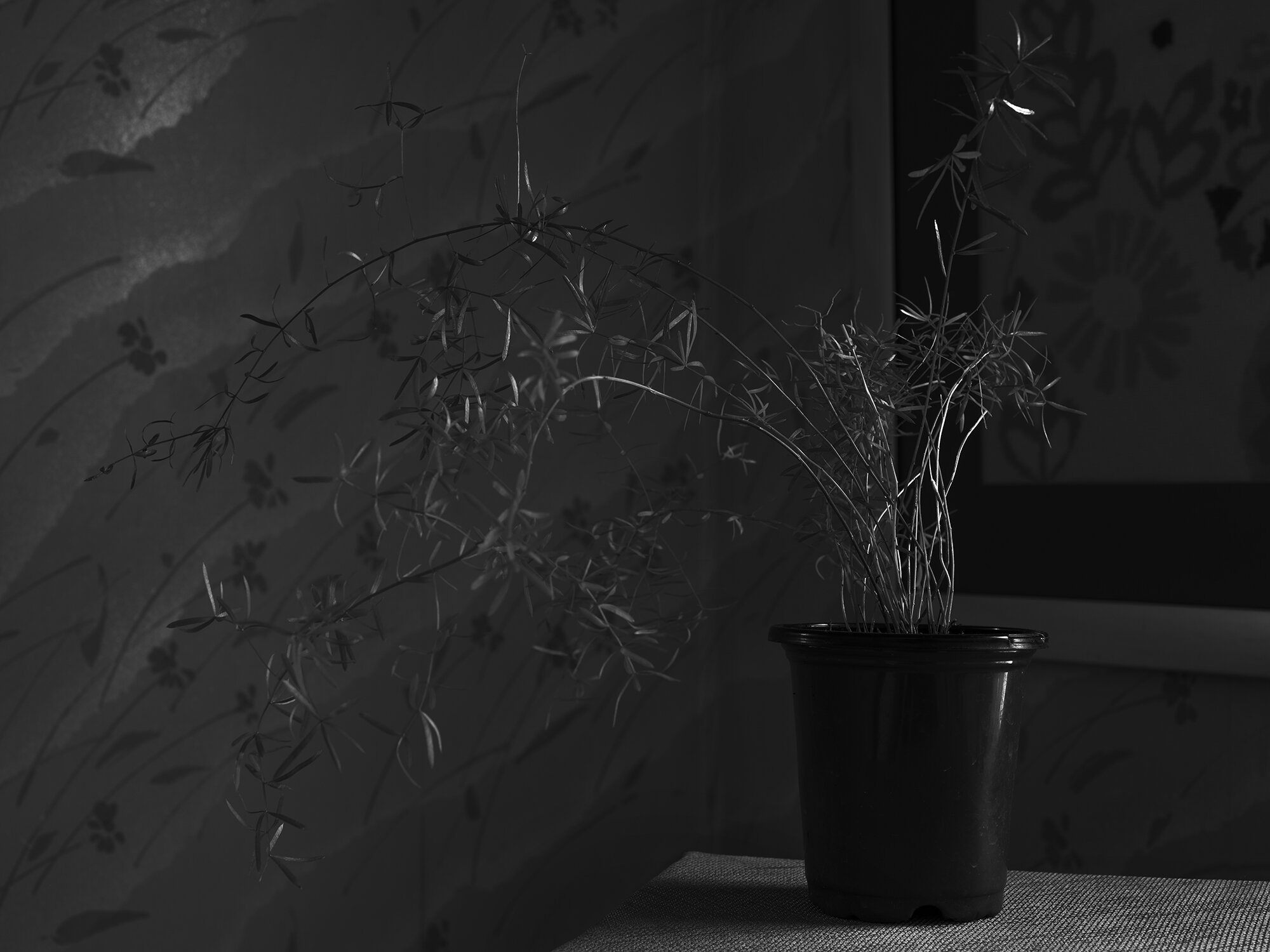 _DSF8221_web.jpg