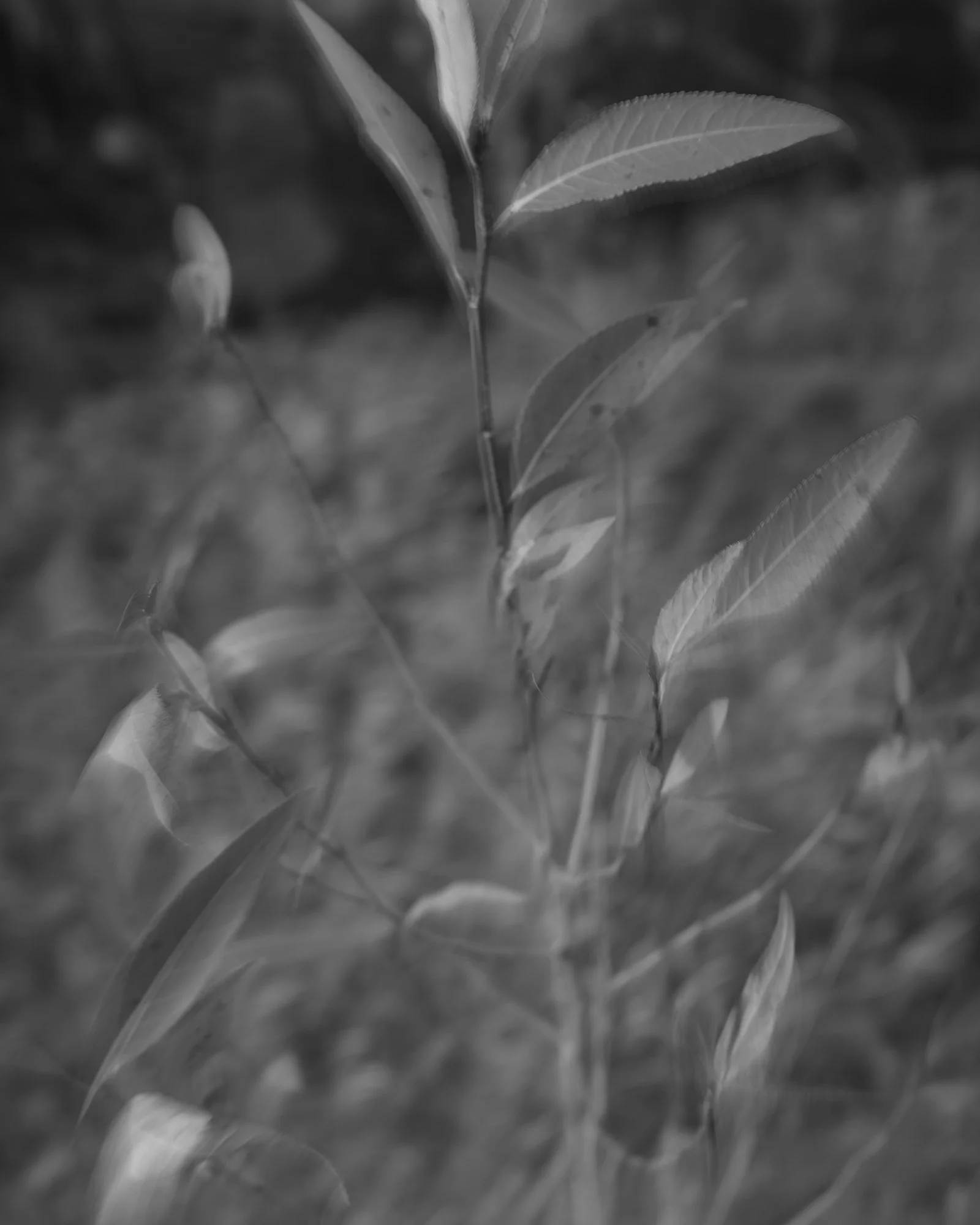 _DSC0619_web.jpg