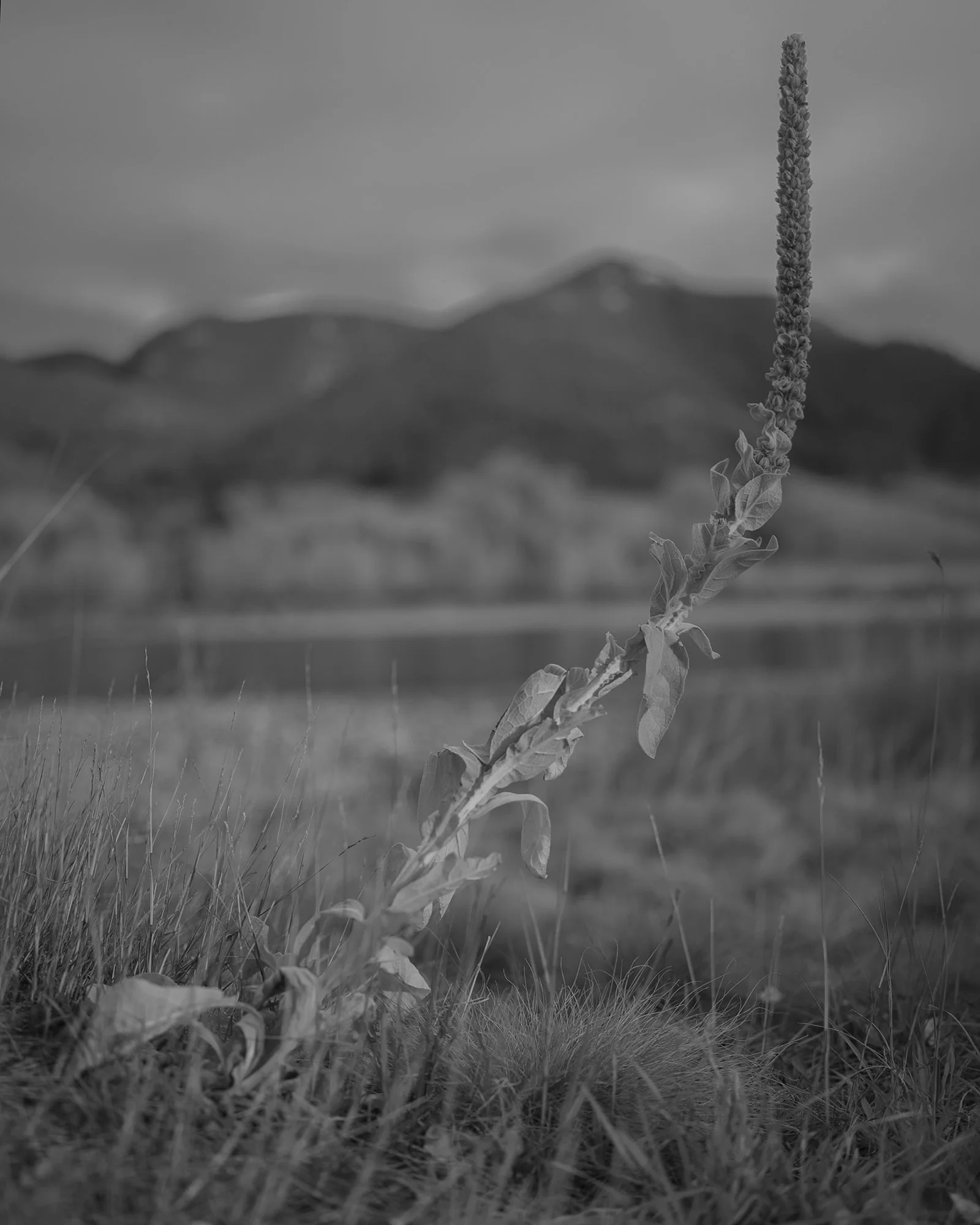 _DSC0739_web.jpg
