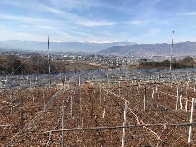This is a solidly cool climate wine region.