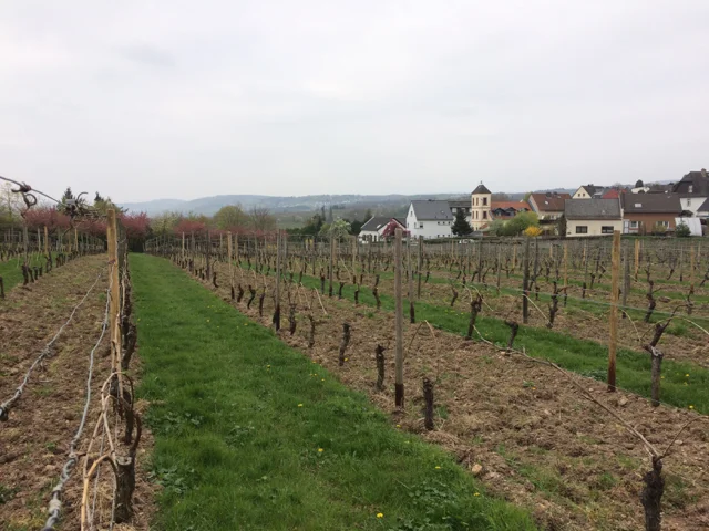 Open land? Plant grapes!
