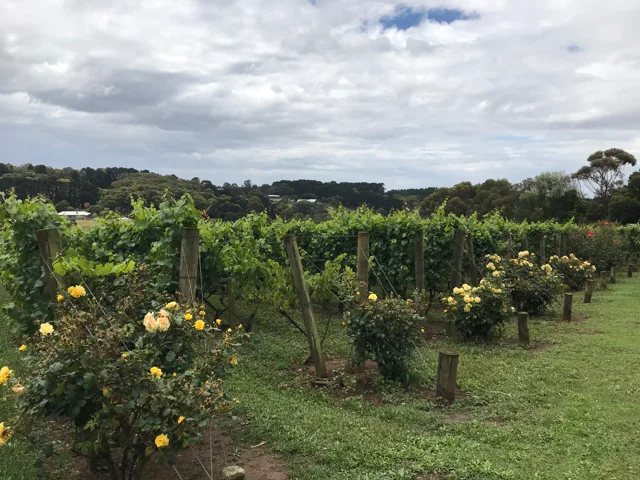 The vineyards at Paringa Estate on the Mornington Peninsula.