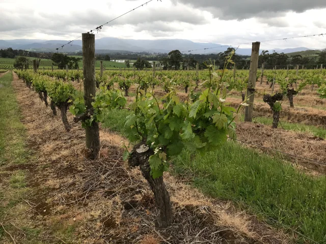 Cool-climate vineyards in the Yarra Valley, Australia..