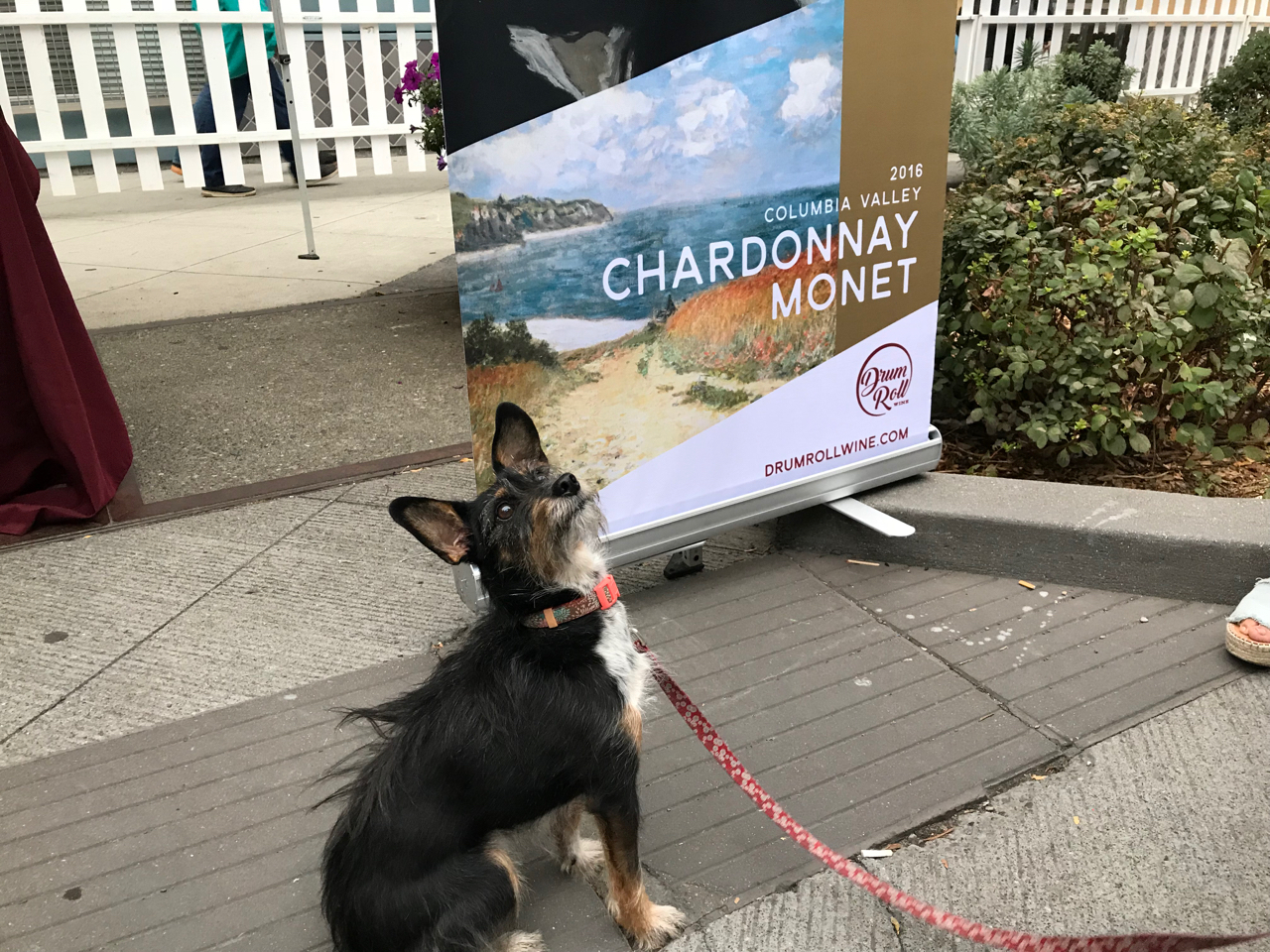 Seattle dogs sit for Chardonnay.