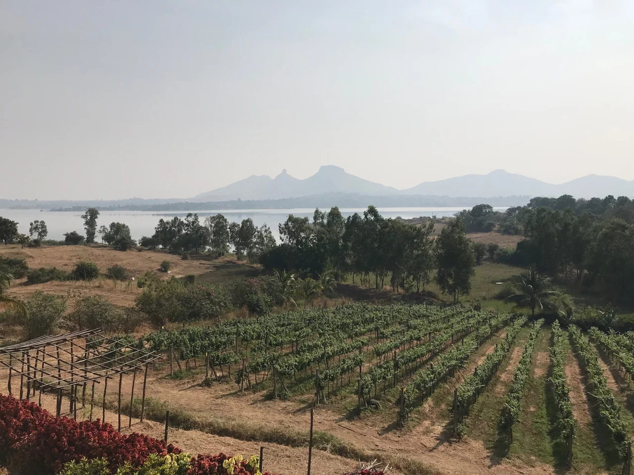 Elevation and large bodies of water help moderate the hot climate of India’s vineyards.