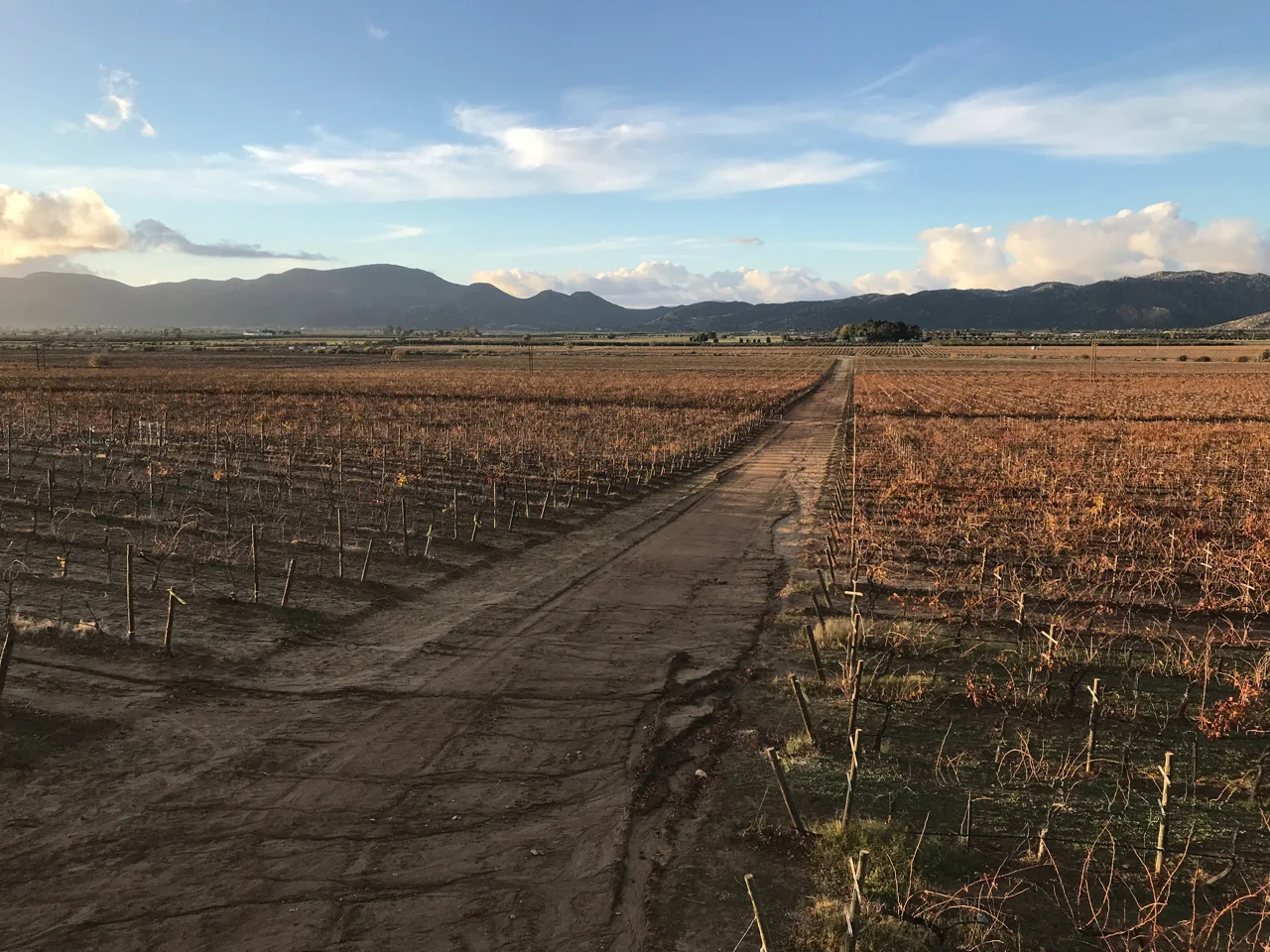 This very lovely vista behind Museo del Vino awaits you in Valle de Guadalupe.