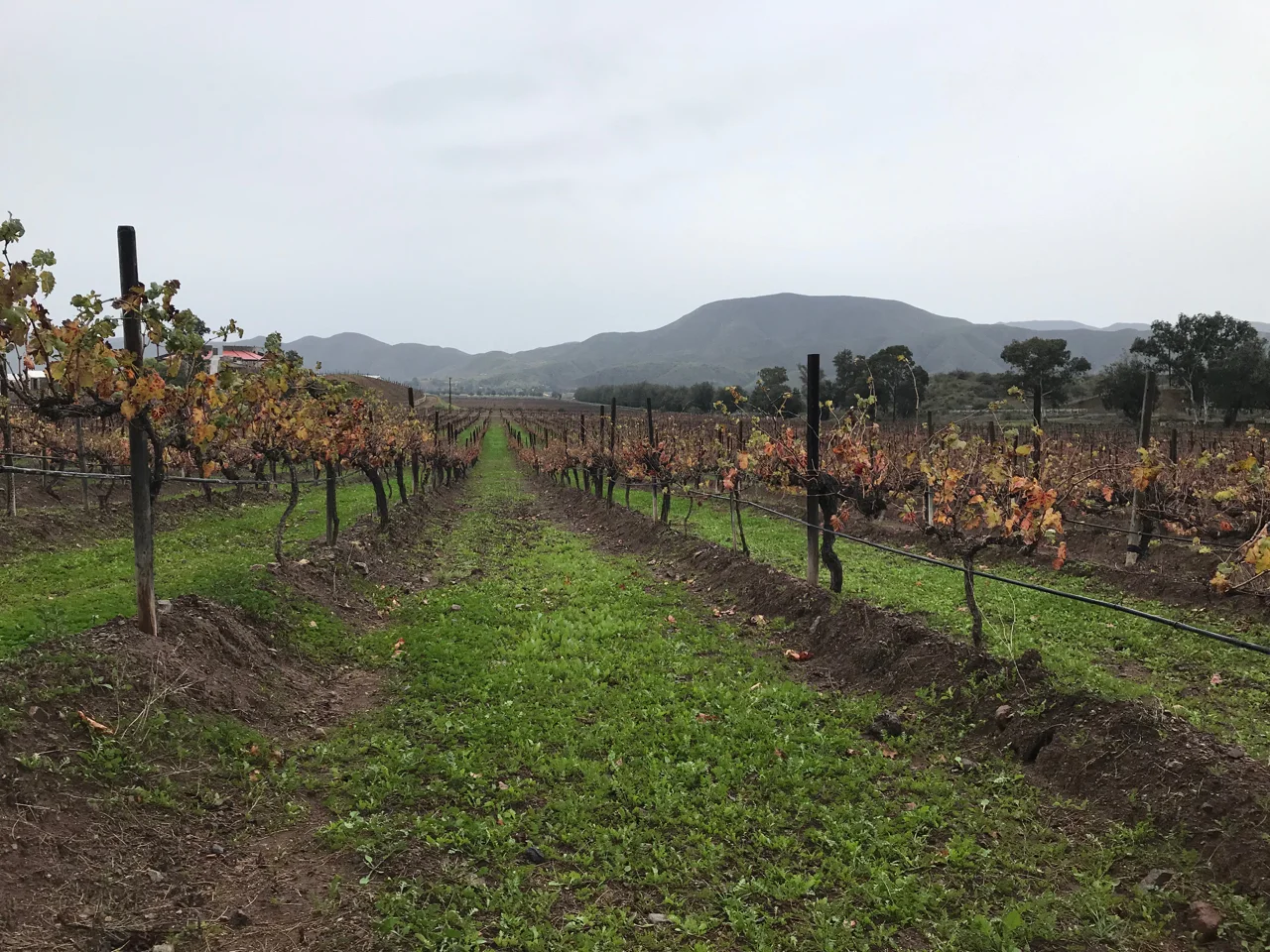 The vineyards at Bodegas de Santo Tomás.