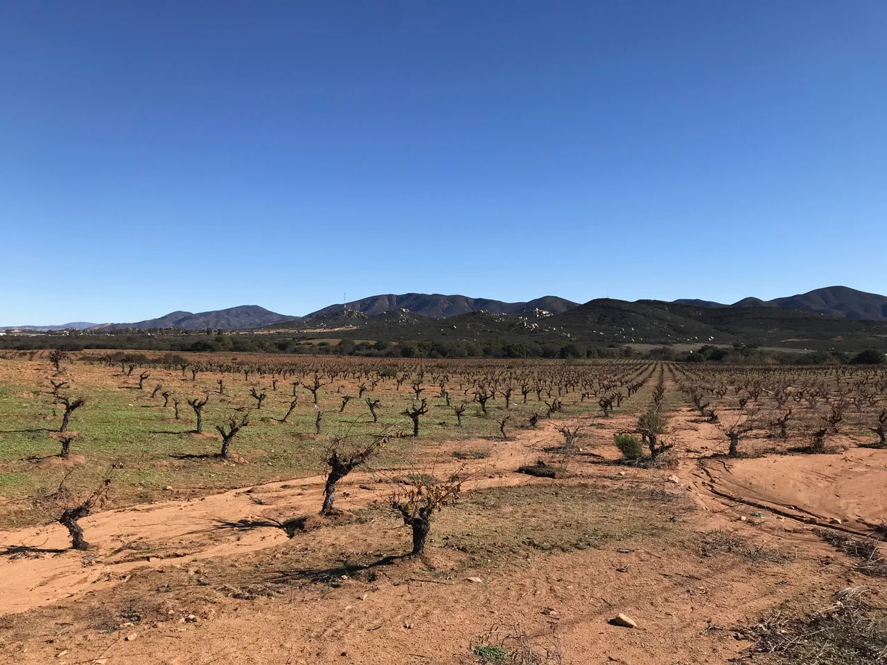 Common in the hot vineyards of Spain, gobelet pruning is labor-intensive to maintain but keeps grapes covered by leaves and close to the ground for a cooling effect.