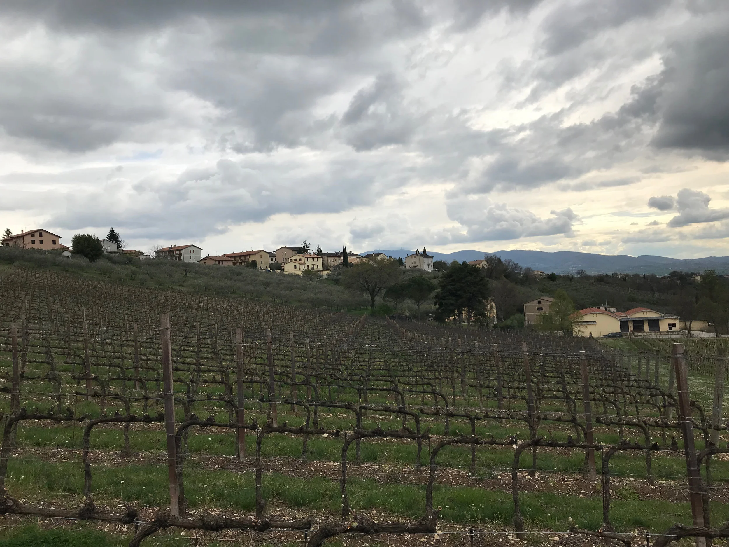 A vineyard just outside the city walls.