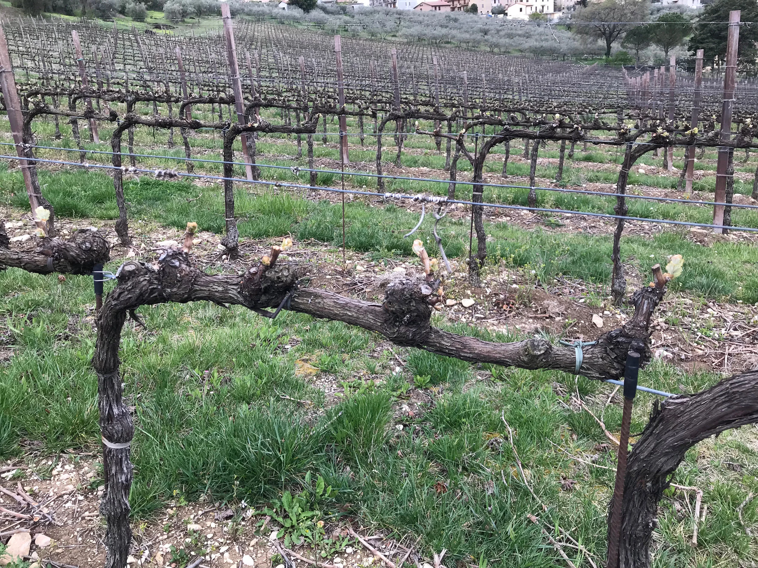 Tiny leaves now. Enormous wines later. Sagrantino vines just outside the Pardi Winery.