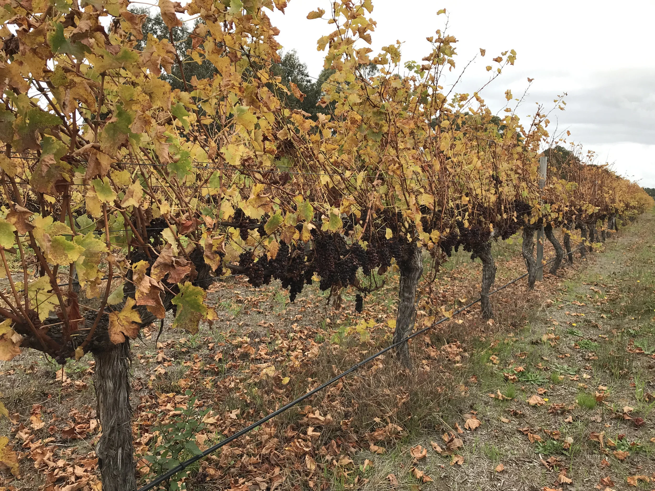Why all this fruit left on the vines at Domaine Naturaliste? It was destroyed by birds before harvest.