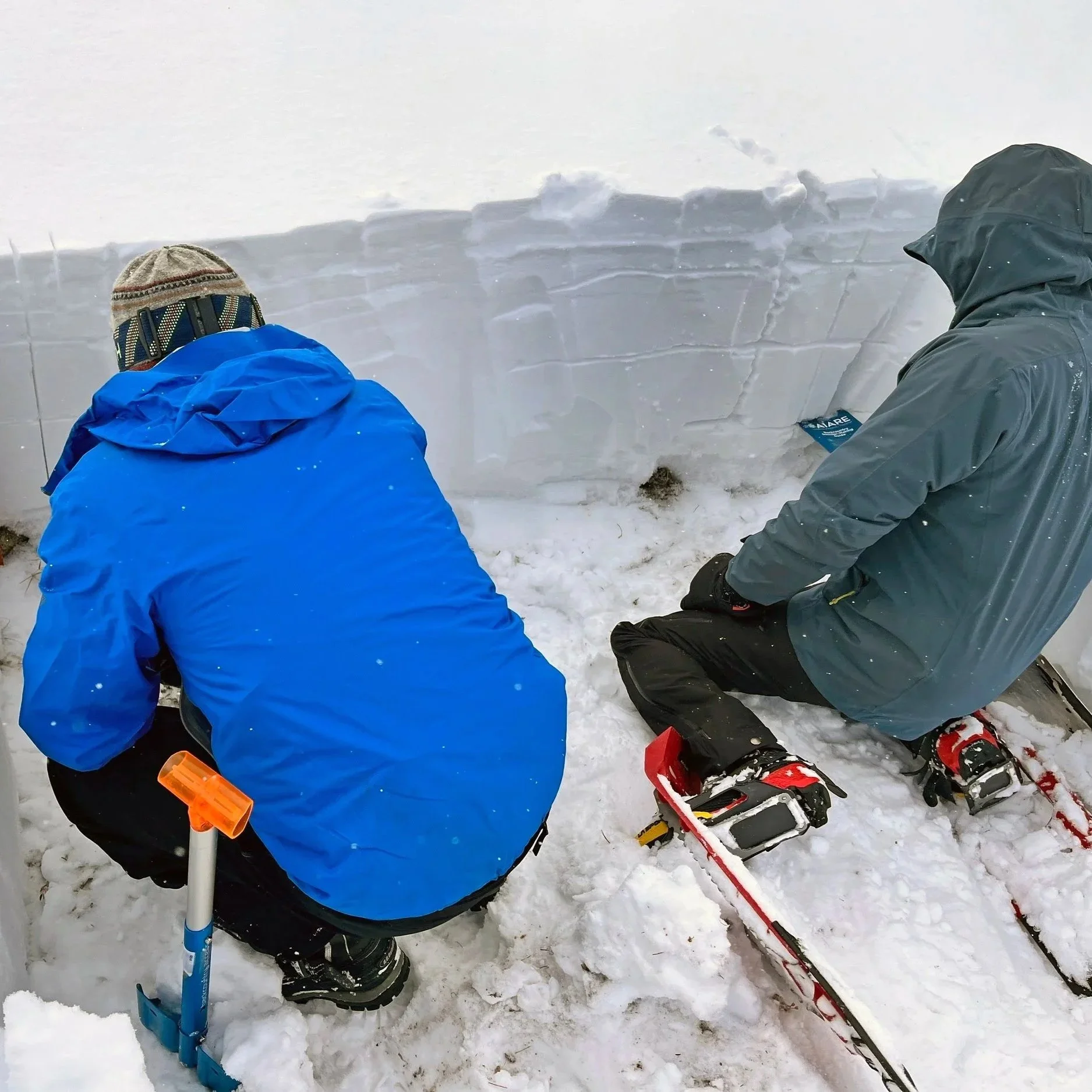 BVMA-AIARE-Snowshoe.jpg