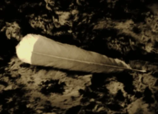 Feather.jpg