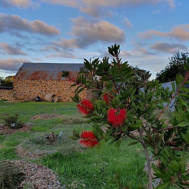 Our back garden is growing up.
Apple's, pears, cherries, olives, hops, hazelnuts, and host of Aussie natives
#Taralga #country #pub 
#nsw #cbr #cbrregion #southerntablelands #garden #beergarden #bottlebrush #orchard #hops #beers #countrypub