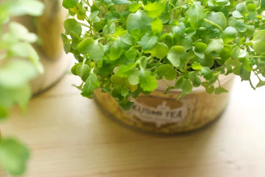 I tend to have a lot of Kusmi Tea tins . . . Perfect to reuse as a container for quick growing microgreens. France meets Hawaii in simple ways.