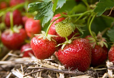strawberry-plants.jpg