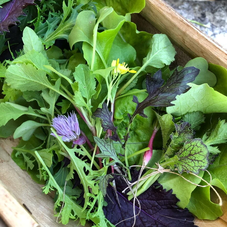 Creating a French Potager