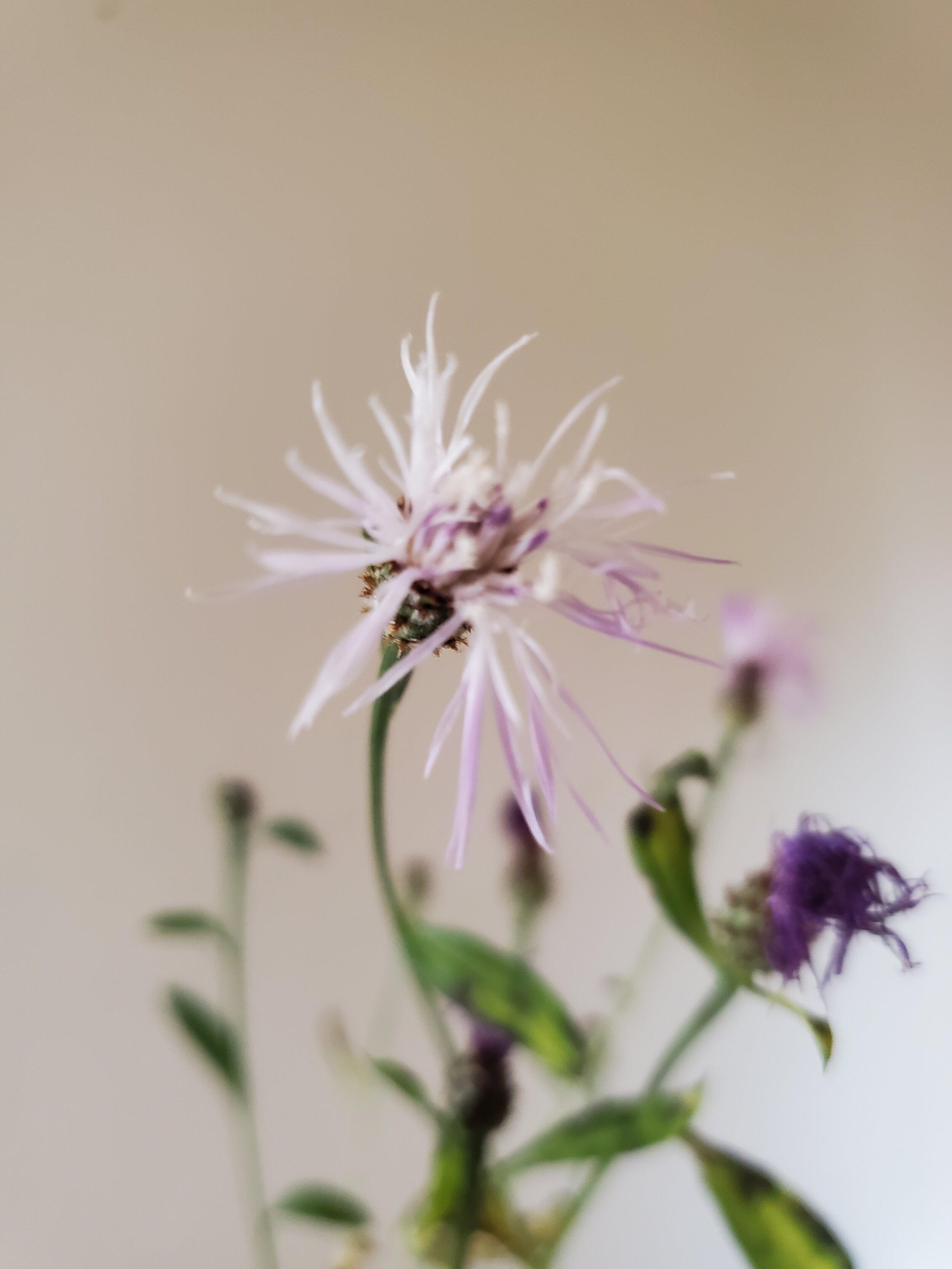 Custom Essence Blend