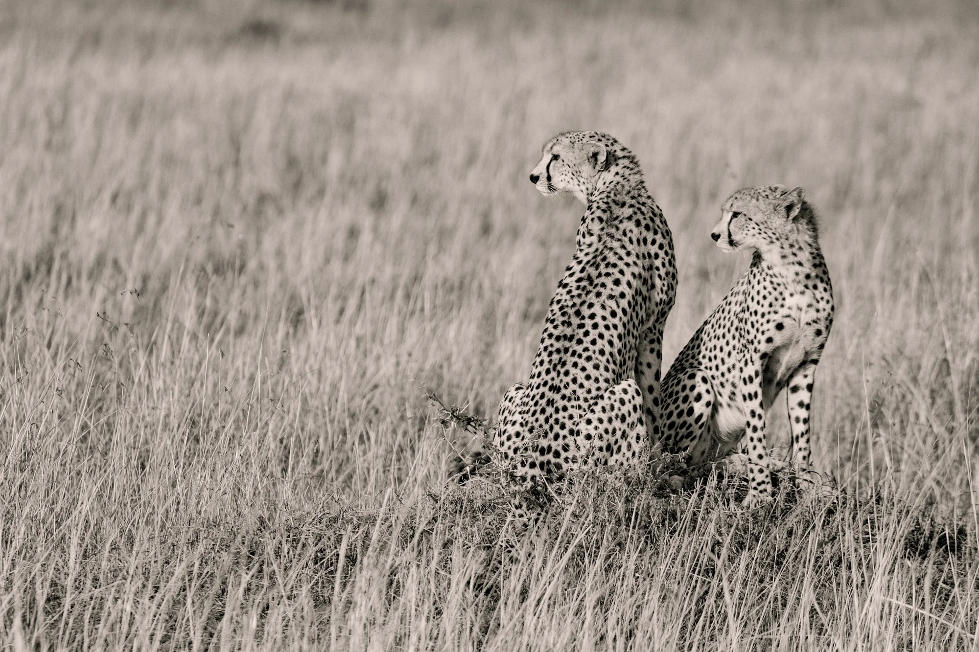 ALYCATS web edit 2018_009.jpg