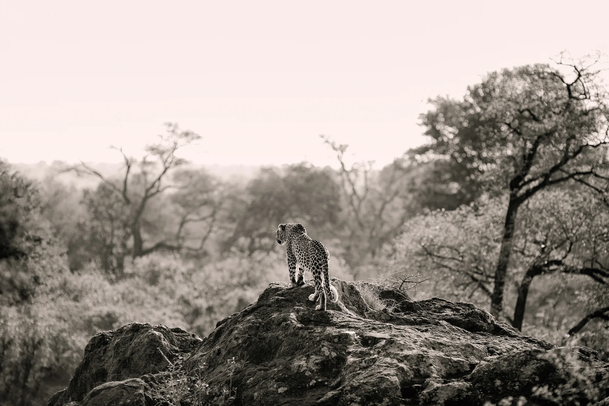 ALYCATS web edit 2018_010.jpg