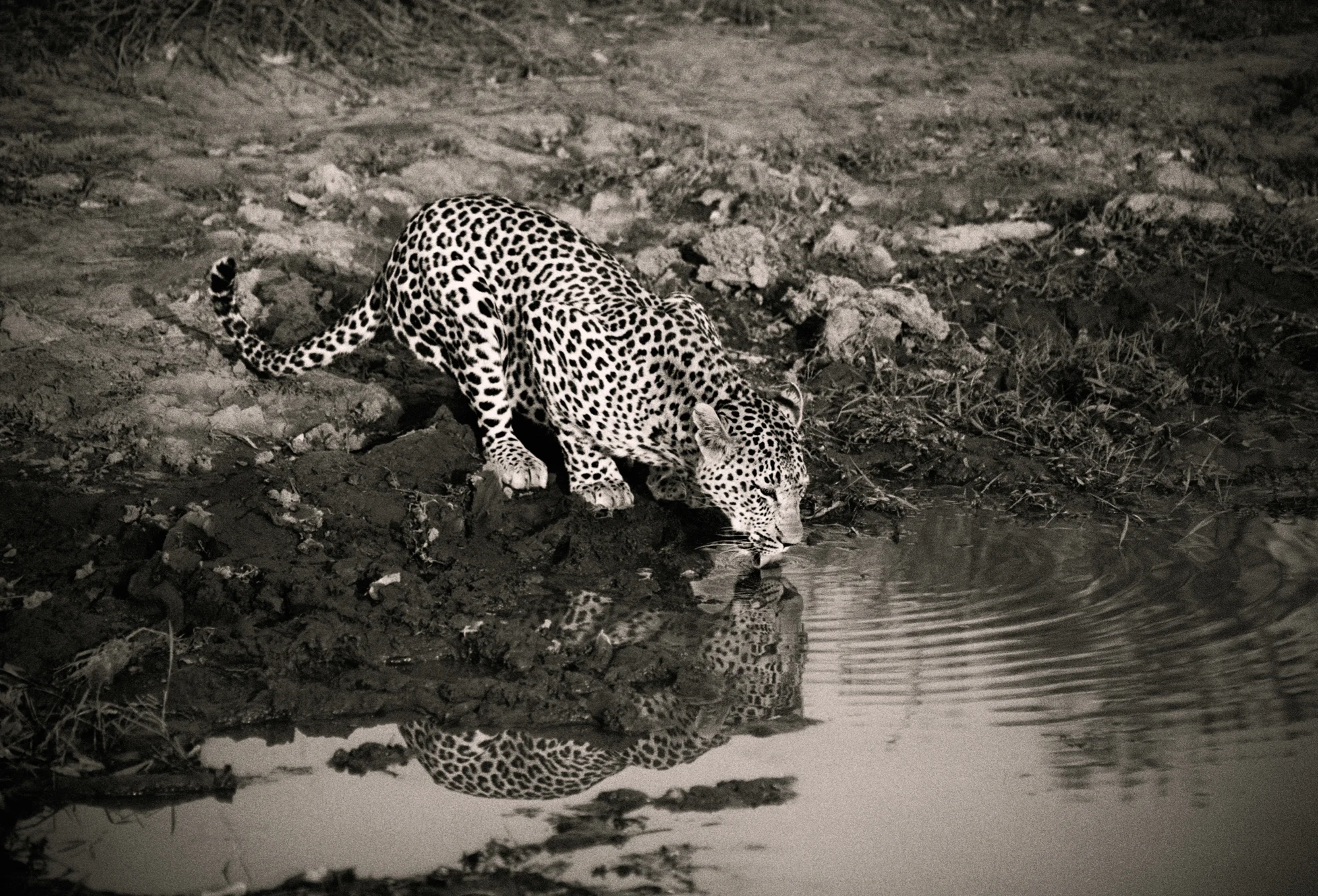 ALYCATS web edit 2018_012.jpg