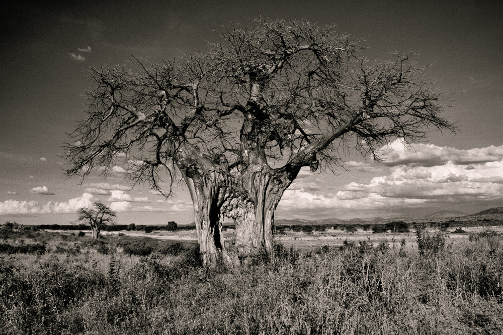The magical Baobab tree of Tanzania — Alycats