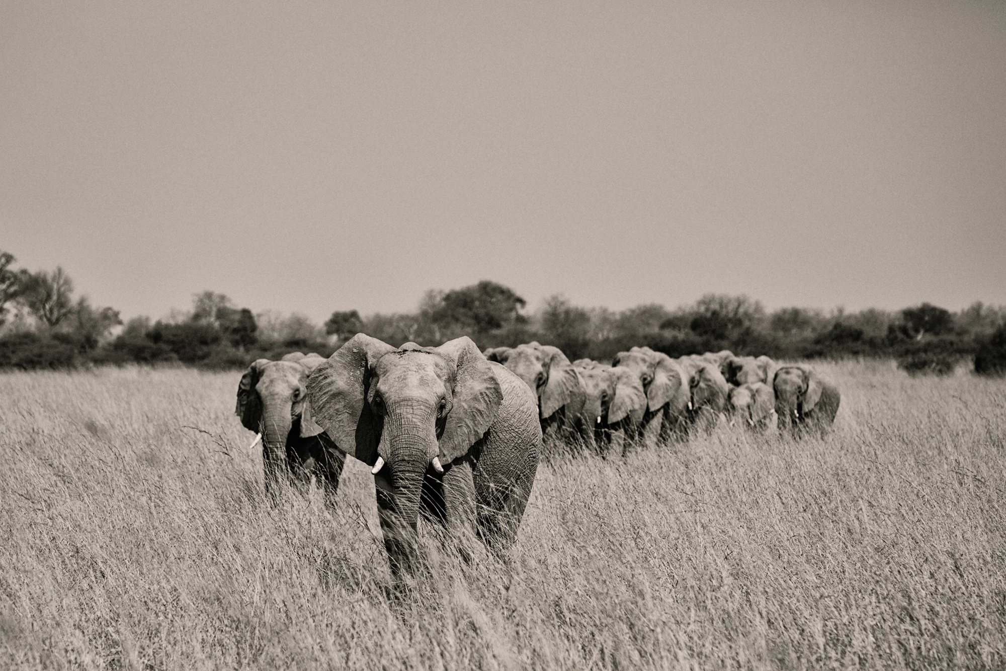 A breeding herd of elephants marching on the savannah.jpg