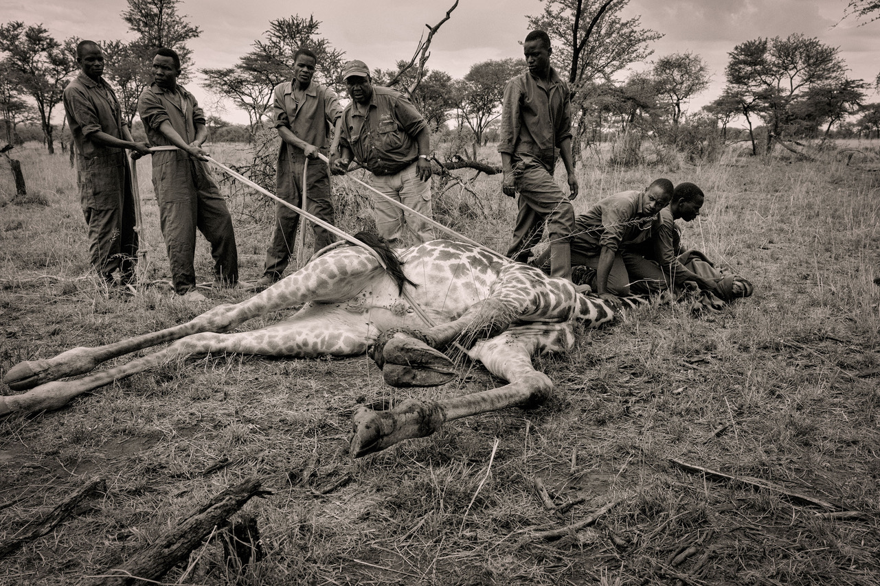  A snared giraffe was tracked by scouts alerting a rescue team to attend to her wounds. After the giraffe was darted, he was carefully handled by the team to ensure no further harm would come to him – the ropes strategically placed gave primary suppo