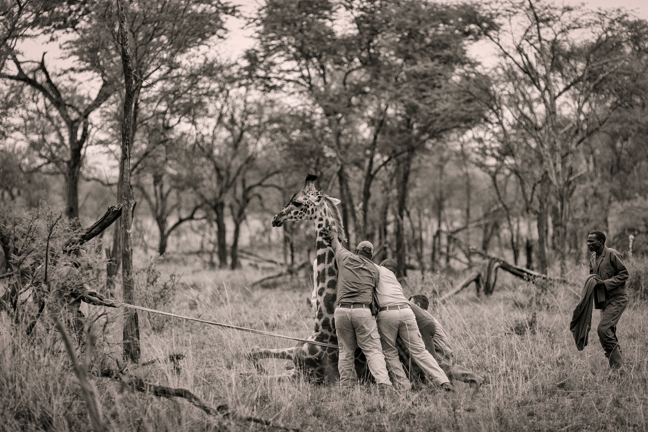  Soon after the treatment was administered, the anaesthetic has almost worn off and the awesome task is helping the giraffe to regain its footing and not create harm as it wobbles to full height. 