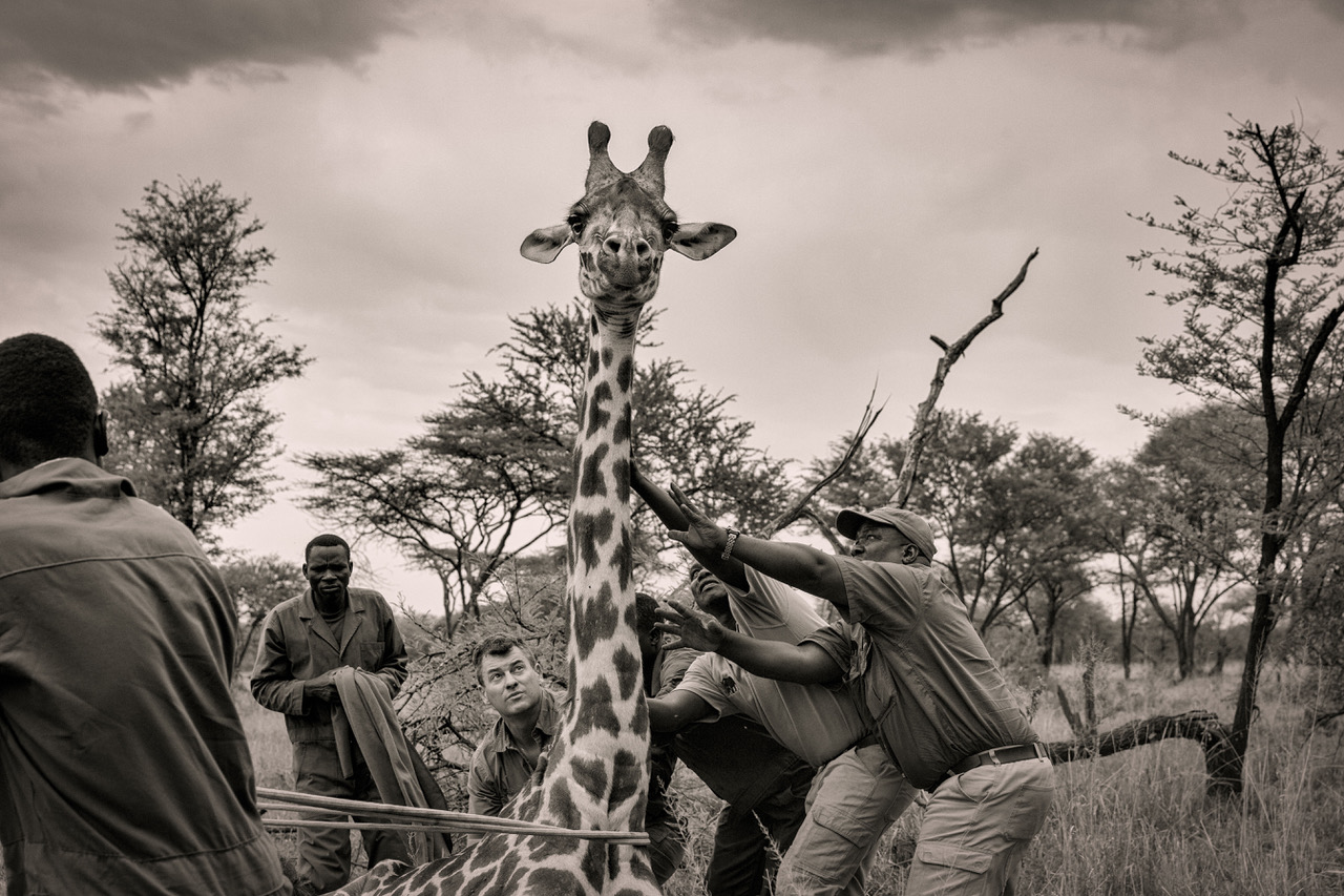  Within moments, once the animal became fully alert, it lurched upward. It takes the team extreme nimbleness to ensure the giraffe, as he attempts to stand is carefully managed. 
