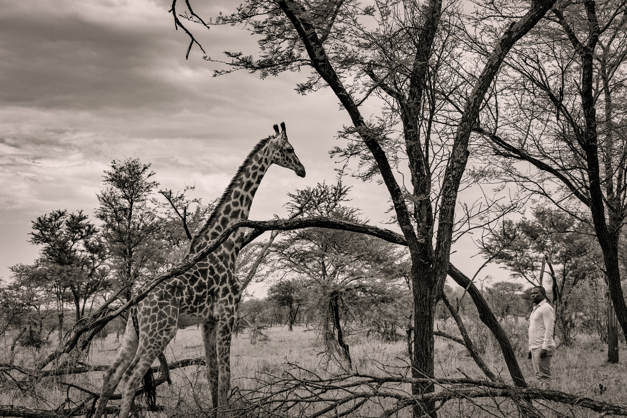  Remarkably, soon after the giraffe gained his footing, he gazes at the veterinarian who had treated his badly wounded leg, almost as a ‘thankyou’ after the rescue operation, then limped off into the bush. 