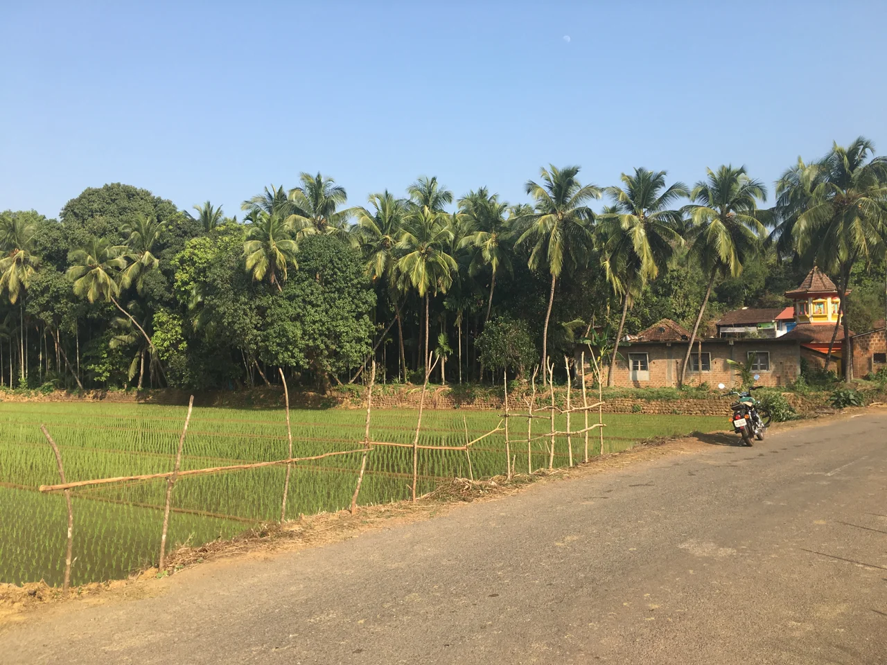 Yoga Explorers yoga holiday in South Goa - paddy fields