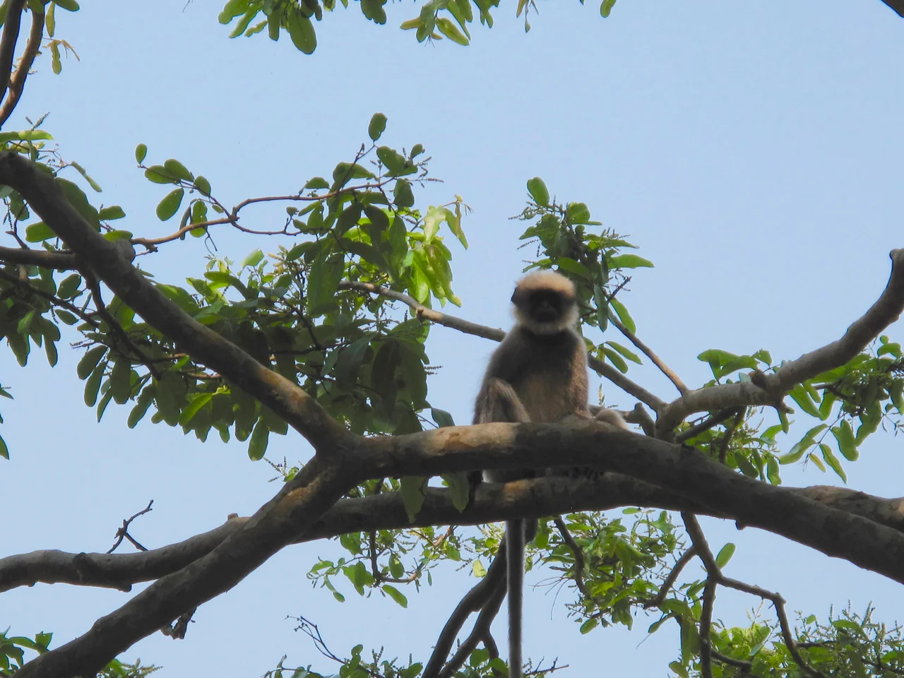 Yoga Explorers yoga retreat in South Goa - monkeys