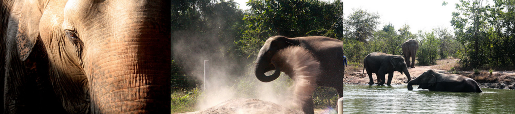 Elephant rescue.png