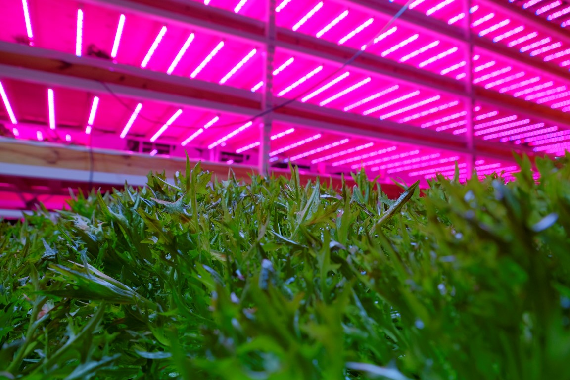 Indoor Farm LED Lights