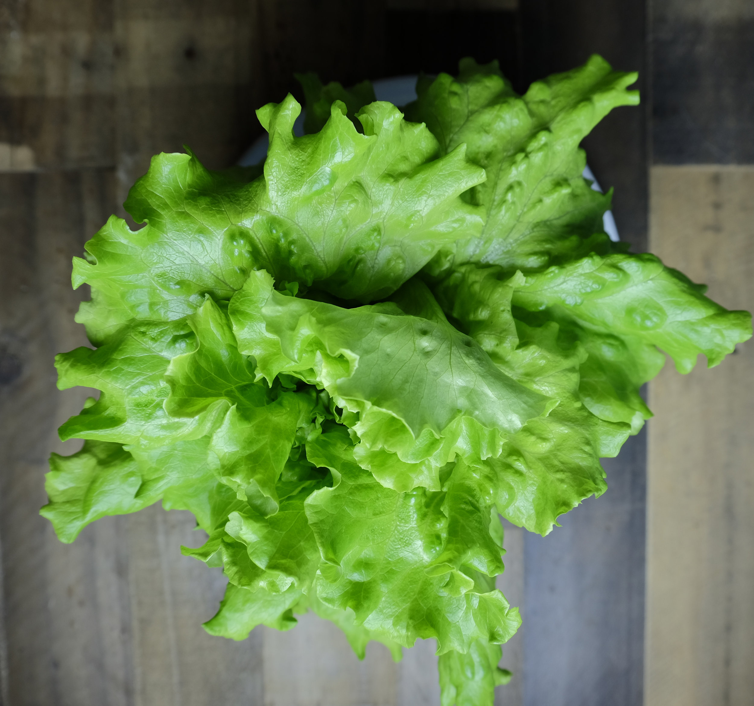 Summer Crisp Lettuce