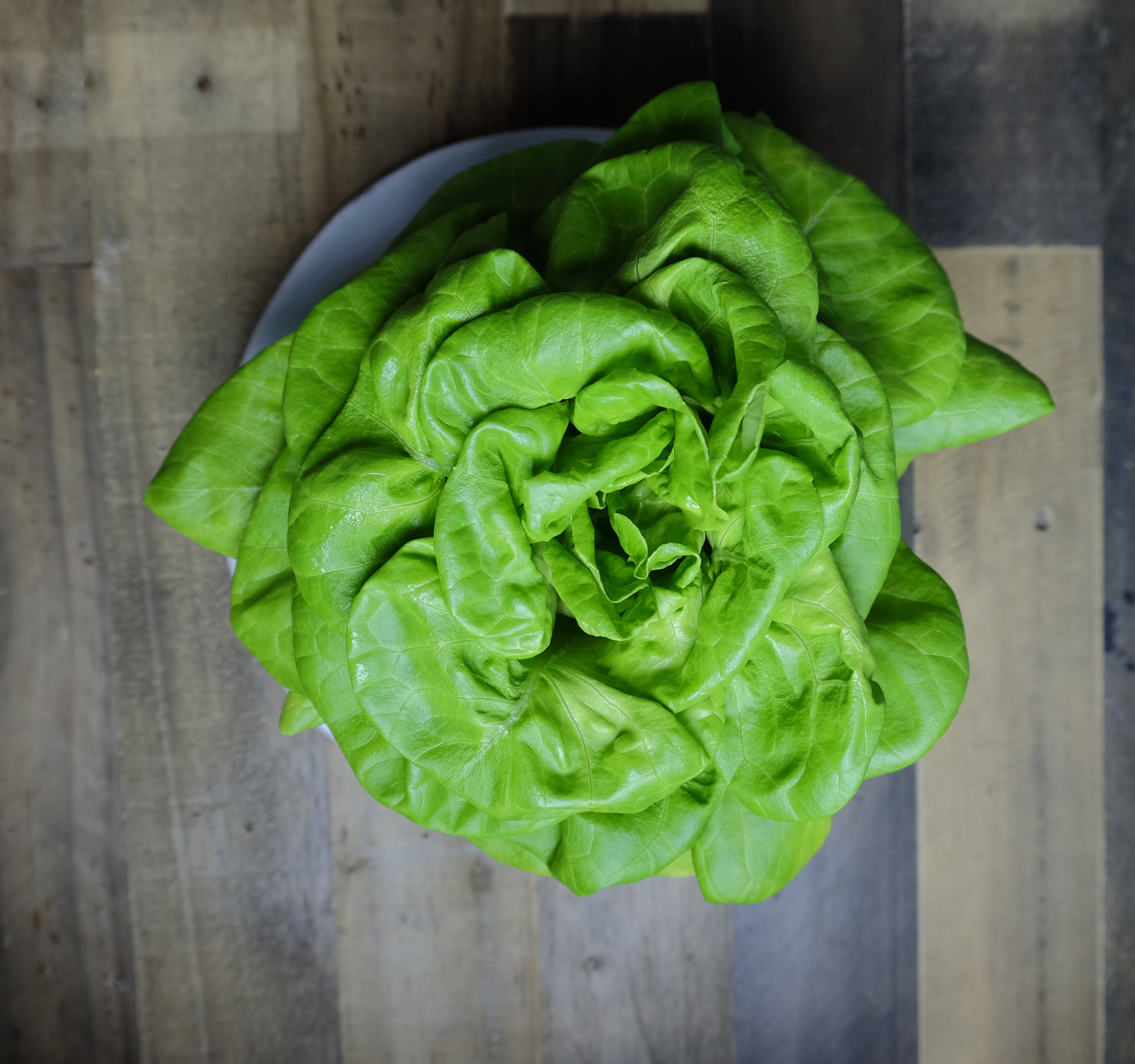 Butterhead Lettuce