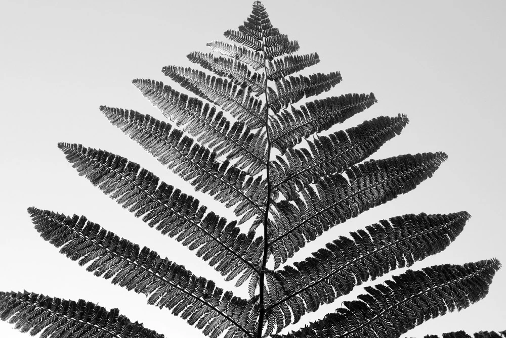 new-zealand-fern.jpg