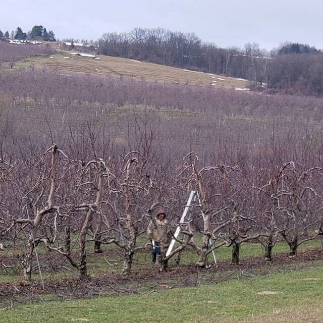 Another nice day to prune albeit a little cooler day than tuesday.