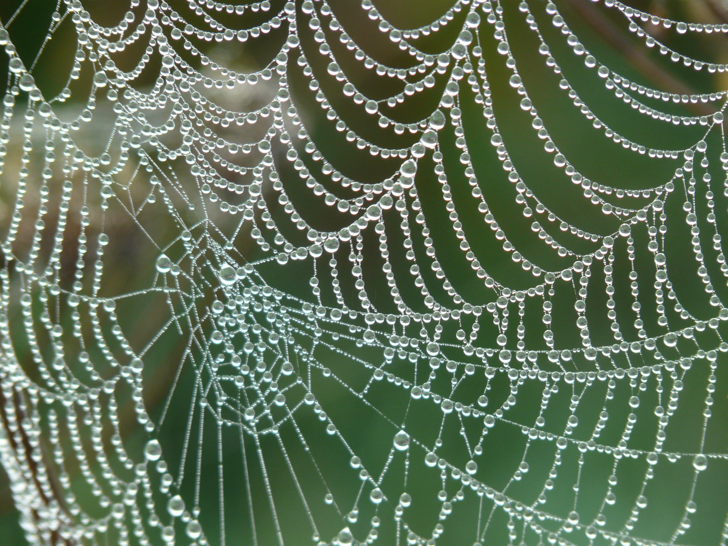 cobweb-morgentau-dew-dewdrop-53367.jpeg